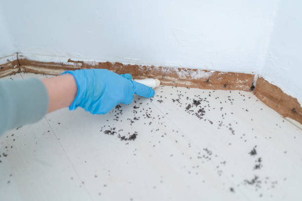 Best Termite Inspection and Treatment  in Mission, KS